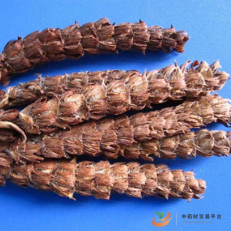 夏枯球
